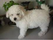 Adorable Bichon Frise Puppies For Real Homes
